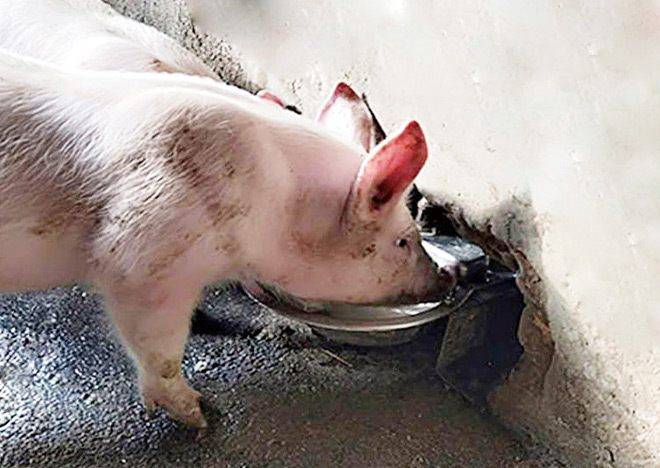 猪用不锈钢自动饮水系列