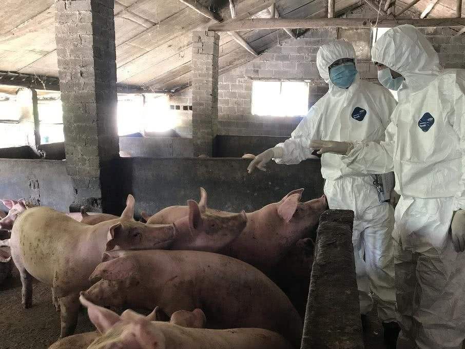 非洲猪瘟的症状与防治，猪瘟的治疗