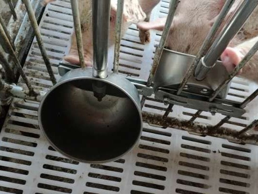 猪场饮水碗的优势及安装介绍 你知道吗？